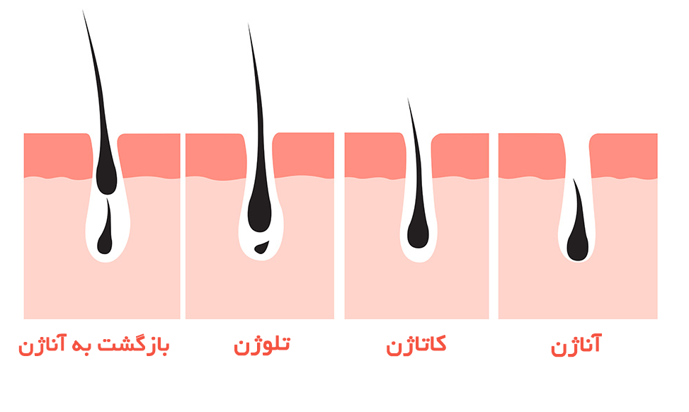 چرخه رشد و ریزش مو به چه صورت است؟ 2 چرخه رشد مو شامل آناژن، کاتاژن و تلوژن