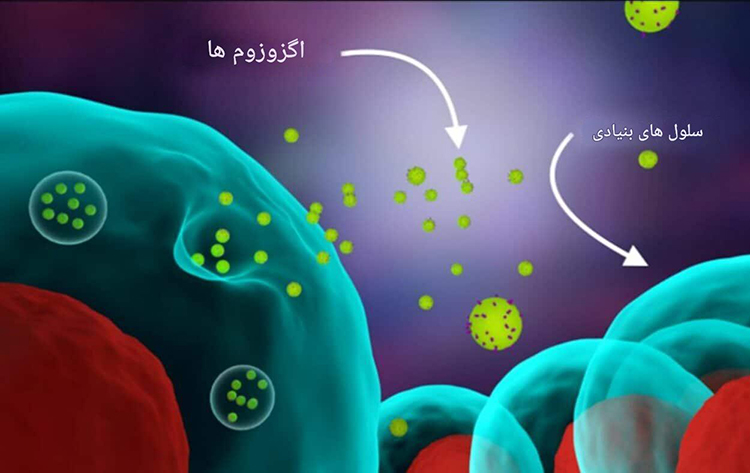 اگزوزوم چیست؟